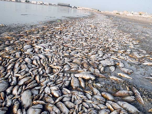 نفوق كميات كبيرة من الأسماك بفرع النيل برشيد- أرشيفية